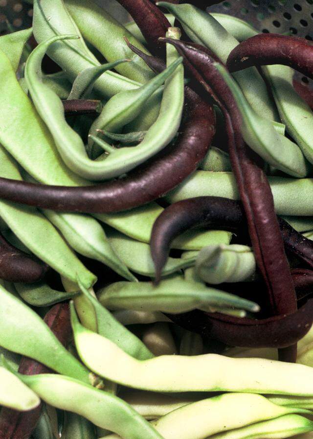 Bush beans are one of the easiest crops for new gardeners.